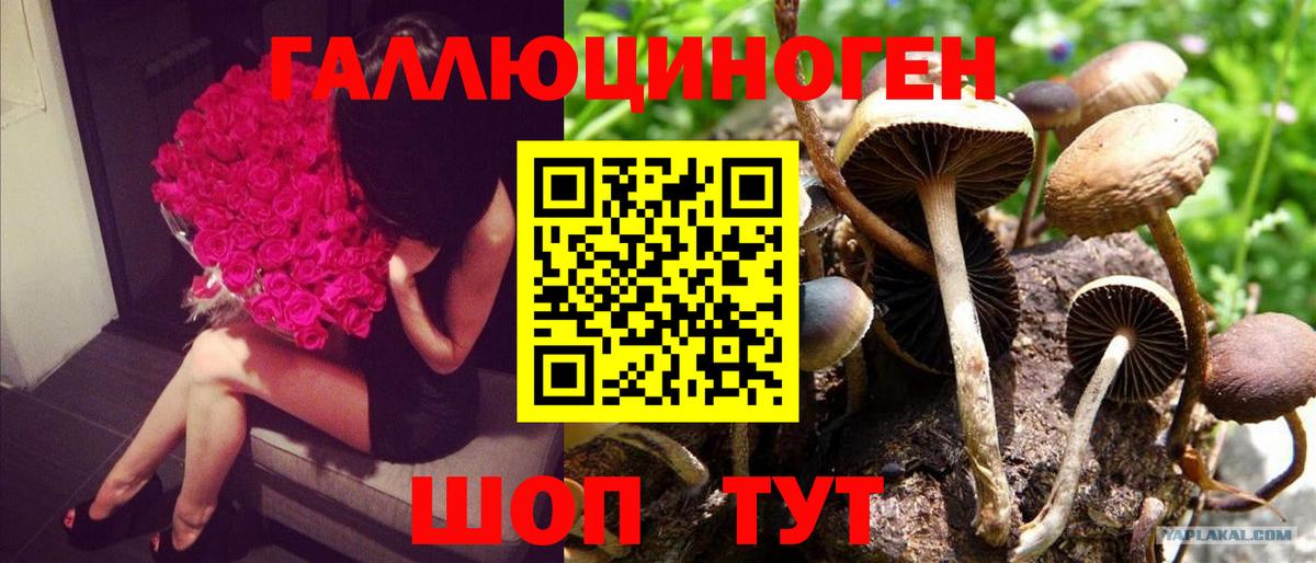 Галлюциногенные грибы Psilocybine cubensis  Вход с VPN  Алейск 